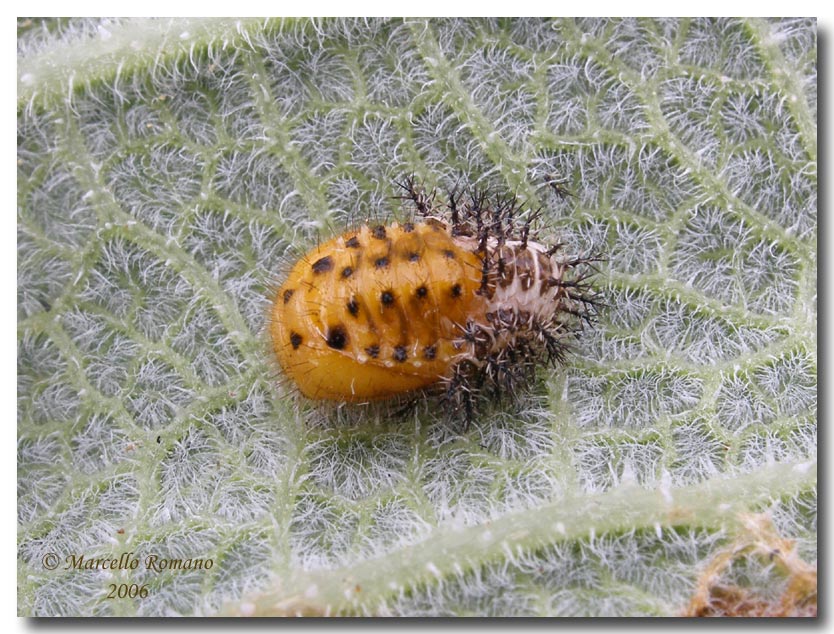 La coccinella del cocomero asinino: Henosepilachna elaterii